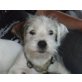 MUNDL, JackRussel/ParsonRussel Terriermix,PS Wien Welpen - Rüde