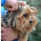 MUNECO - Linares, Yorkshire-Terrier - kastriert - Rüde