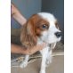 MUNK, Pflegestelle Niederösterreich, HERZLOS ENTSORGT!!! Cavalier King Carles - Rüde