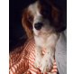 MUNK, Pflegestelle Niederösterreich, anhänglicher, lieber Cavalier King Charles - Rüde