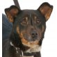 MUNKA, Kurzhaarcollie-Terriermixhündin kastr., PS OÖ - Hündin