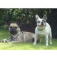 MURHY 4,  Pflegestelle Oberösterreich, süßer Französisch/Englischer Bulldogen-Mix - Rüde