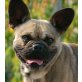 MURPHY 4, Pflegestelle Oberösterreich, Französisch/Englischer Bulldoggenmix - Rüde