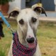 MUSA, Galgo Espanol - kastriert - Hündin