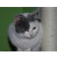 MYSTIC (auch Einzelhaltung), Tierschutz - Katze