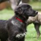 Mabel, Mix, mittelgr. werdend, n.n.kastr. geb. 02/12 Welpen - Hündin