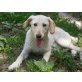 Mabel  fröhliches Hundemädel, Labradormischling - Hündin