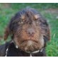 Mac, Border Terrier Mix Welpen - Rüde