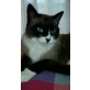 Maca, blauäugige Traummieze sucht Sofa - Katze