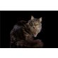 MaccalaSunday Morning-Rufname Mokkta, Maine Coon - Katze