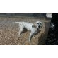 Macchia, English Setter - Hündin