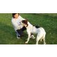 Macchia, English Setter Mischling - Rüde