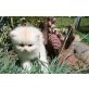 Macho, Britisch Langhaar - Kater
