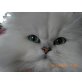 Macho, Chinchilla-Perser - Kater