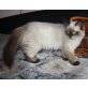 Macho Mio Inez,Izolda, Sibirische Katze - Kater
