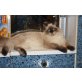 Macho Mio, Neva Masquarade - Kater