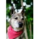 Maco, Husky, Malamut Mix - Rüde