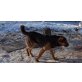 Maco, Rottweiler-Schäfer-Mix - Rüde