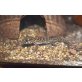 Madagaskar Großkopf Gecko Paroedura picta