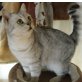 Maddie, Britisch Kurzhaarkatze - Katze