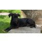 Maddin - kleiner Labradormischling Welpen - Rüde