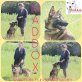 Maddox, Mischling - Rüde