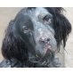 Maddox, Setter-Mix - Rüde