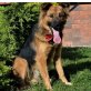 Maddox ist ein Glücksgriff für jede Familie, Schäferhund Mischlingsrüde Welpen - Rüde