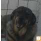 Maddy, Mischling - Hündin
