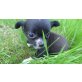 Madelaine, Chihuahua langhaariger Schlag - Hündin