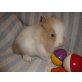 Madgen, Löwenkopf-Angora-Mix  - weiblich