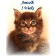 Madonaras Amicelli, Maine Coon - Kater