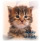 Madonaras Bentley, Maine Coon - Kater
