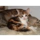 Madonna, Hauskatze,Europäisch Kurzhaar - Katze