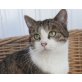 Madonna, Mischling/Wohnungshaltung - Katze