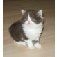 Mädchen in chocolate-weiss bicolor, Britisch Kurzhaarkatze - Katze