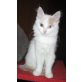 Mädchen in creme-weiss , Türkische Van Katze - Katze