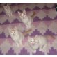 Mädchen in creme-weiss und rot-weiss, Türkische Van Katze - Katze