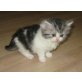 Mädchen in schwarz-silber-weiss, Britisch Kurzhaarkatze - Katze