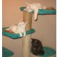 Mädchen mit Stammbaum , Britisch Kurzhaarkatze - Katze