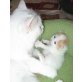Mädchen mit österreichischem Stammbaum, Türkische Van Katze - Katze