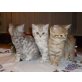 Mädchen und Bub, Britisch Kurzhaarkatze - Kater
