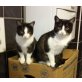 Mädel WG Daisy und Minnie, Hauskatzen - Katze