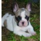 Mädel und Bursche, Französische Bulldogge Welpen - Hündin