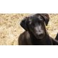 Maello, Labradormischung Welpen - Rüde