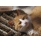 Männlein, Notfallkater Männlein - Kater