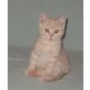 Männliche Britisch Kurzhaar Kitten , Britisch Kurzhaarkatze - Kater