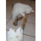 Männliche Türkisch Van Kitten, Türkische Van Katze - Kater