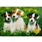 Männliche und weibliche Jack Russel Welpen, Jack-Russell-Terrier - Hündin