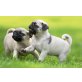 Männliche und weibliche Mops, Mops - Rüde